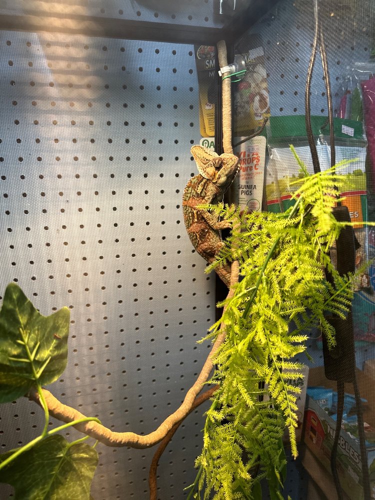 LEAPIN LIZARDS PET SHOP Updated August 2024 2165 Pace St, Covington