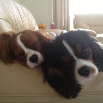Castle Creek Cavaliers - Pet Breeders Near Me