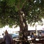 Çınaraltı Cafe