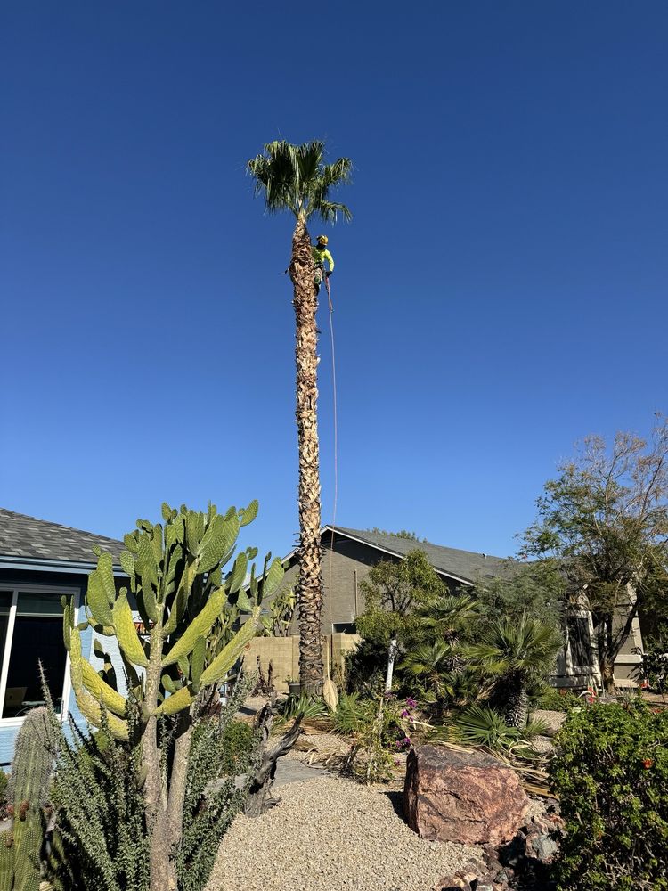 Valley Tree Care - tree service in Phoenix, AZ