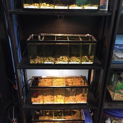 World Wide Aquarium & Pets - Beta