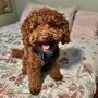 Photo of Matt's In Home Pet Styling