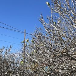 Bodega Loya - Parrots in fig tree