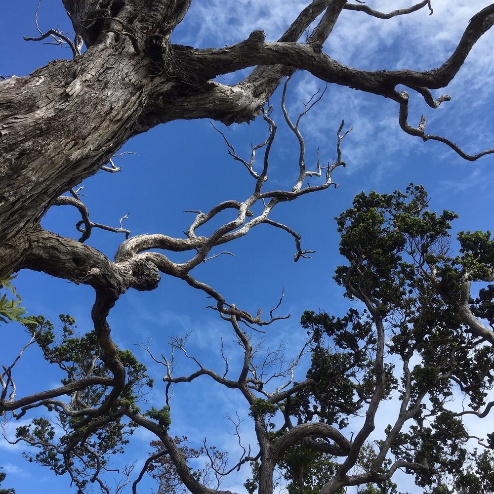 Aiea Loop Trail - Beautiful day! - Hiking Near Me - Aiea, Hawaii