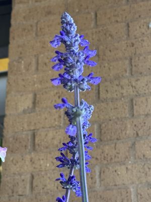 Central Market by null