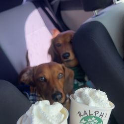 Starbucks - Pup Cups