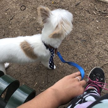 Planet Pet Spa - After - Pet Groomers Near Me - San Antonio, Texas Planet Pet Spa - After - Pet Groomers Near Me - San Antonio, Texas