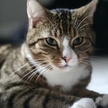 Pine Tree Veterinary Hospital - Veterinarians Near Me - Augusta, Maine