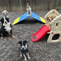 K9'S in KAHOOTS