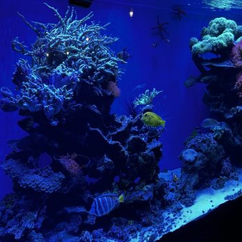 Atchana's Homegrown Thai - The fish tank is located inside the restaurant - Thai Near Me - Miami, Florida Atchana's Homegrown Thai - The fish tank is located inside the restaurant - Thai Near Me - Miami, Florida