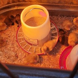 Came to shop for safes but wanted the baby ducks!  So cute!!!