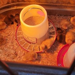 Tractor Supply - Came to shop for safes but wanted the baby ducks!  So cute!!!