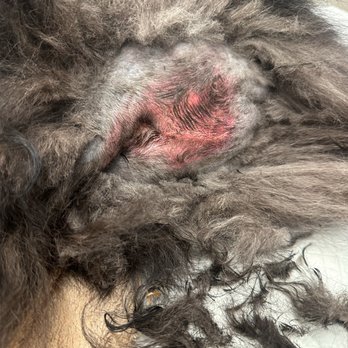 Furbabies Resort and Spa - not sure what happened during boarding... - Pet Groomers Near Me - Scottsdale, Arizona
