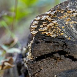 Rancho San Antonio Preserve - Rancho San Antonio County Park & Open Space Preserve