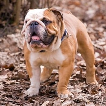 Arizona Pet Sitting - Pet Sitting Near Me - Phoenix, Arizona Arizona Pet Sitting - Pet Sitting Near Me - Phoenix, Arizona