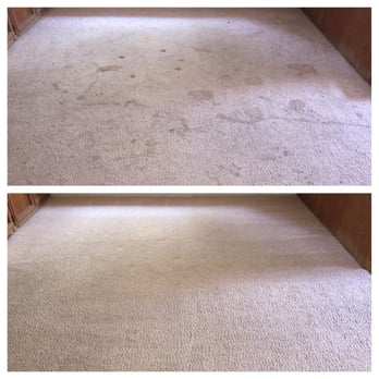 Safari Carpet Cleaning - Carpet Cleaning Near Me Safari Carpet Cleaning - Carpet Cleaning Near Me