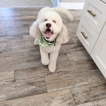 Taj Mapaw Dog Spa - Dog after her groom! - Pet Groomers Near Me - Placentia, California Taj Mapaw Dog Spa - Dog after her groom! - Pet Groomers Near Me - Placentia, California