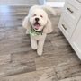Taj Mapaw Dog Spa