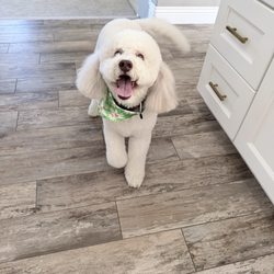 Taj Mapaw Dog Spa - Dog after her groom!
