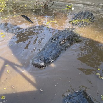 Cajun Style Swamp Tours - Big head - Tours Near Me - Marrero, Louisiana Cajun Style Swamp Tours - Big head - Tours Near Me - Marrero, Louisiana