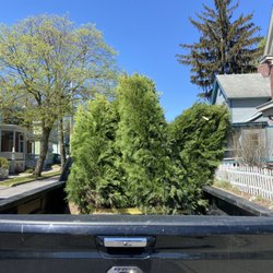 Powell's Pickup - Hauling Emerald green arborvitae