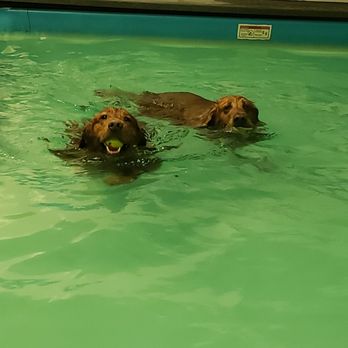 The Puddle - Pet Services Near Me - South Elgin, Illinois