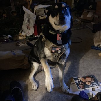1776 Steakhouse - Huxley, my awesome fur buddy and Veteran service dog!   Semper Fi! - Steakhouses Near Me - Rehoboth Beach, Delaware