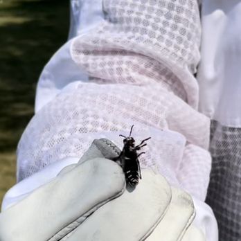 Bugzilla Pest Control - Bald-Faced Hornet up close. He was alive and trying to sting me. - Pest Control Near Me - Durand, Michigan