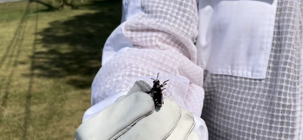 Bugzilla Pest Control - veterans service organization in Durand, MI