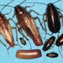 Photo of Remedy Pest Control