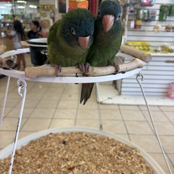 Omar's Exotic Birds - Pet Sitting Near Me - Mission Viejo, California