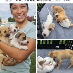 Carol's Pet Grooming Salon - The first picture used by the rescue to introduce that they are going to be available for adoption.