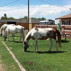 Trail's End Large Animal Removal - Rio (the pinto) enjoying a beautiful day! We'll miss you, sweet girl!
