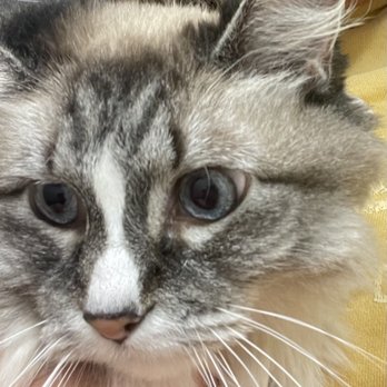 St. Francis Veterinary Clinic - Ragdoll - Veterinarians Near Me - Isanti, Minnesota St. Francis Veterinary Clinic - Ragdoll - Veterinarians Near Me - Isanti, Minnesota