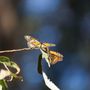 Photo of Monarch Butterfly Natural Preserve