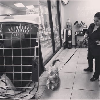 Pet Spaw - While I was running errands today, the pets had their "spa day." After picking them up all four looked happy and relaxed - Pet Groomers Near Me - Glendora, California