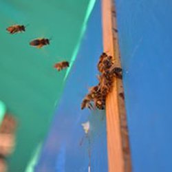 Tal's Honey Csa