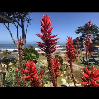 Cambria Shores Inn - Beautiful flowers at the inn - Hotels Near Me - Cambria, California