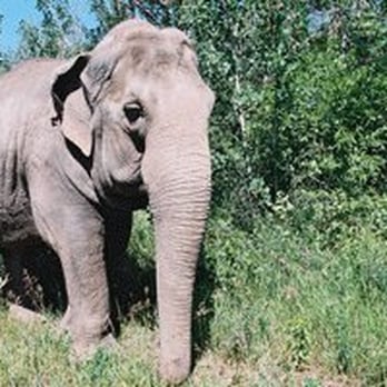 Edmonton Valley Zoo - Everyone love's Lucy. Photo courtesy of valleyzoo.ca. - Zoos Near Me - Edmonton, Alberta