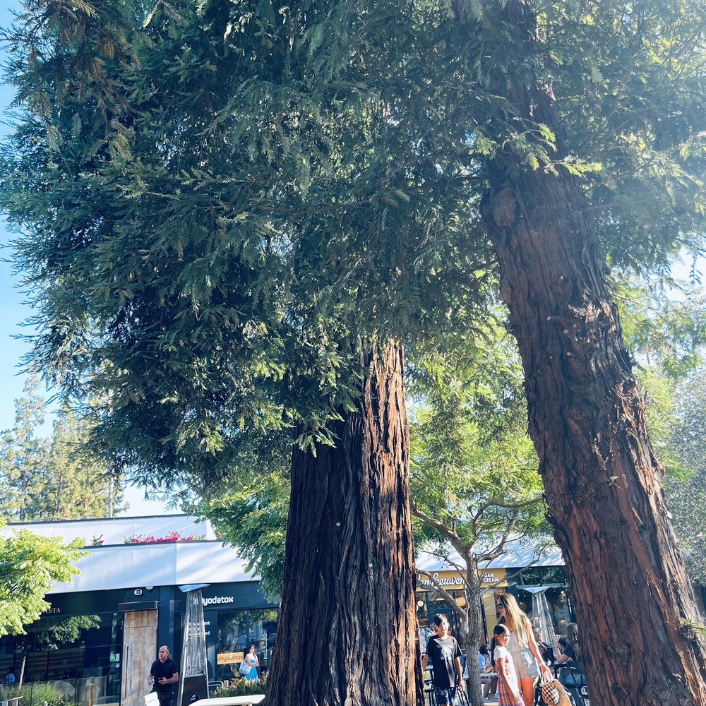 Roberta's - Sat under these gorgeous pines and dined - Pizza Near Me - Los Angeles, California Roberta's - Sat under these gorgeous pines and dined - Pizza Near Me - Los Angeles, California