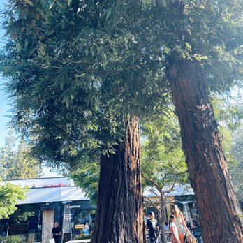 Roberta's - Sat under these gorgeous pines and dined - Pizza Near Me - Los Angeles, California Roberta's - Sat under these gorgeous pines and dined - Pizza Near Me - Los Angeles, California