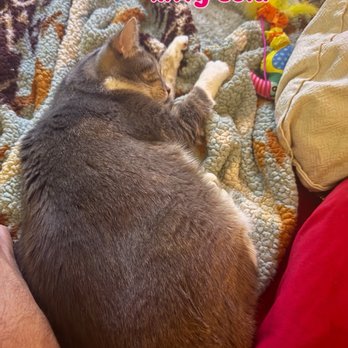 Amazing Small Animal Practice - Cat - Veterinarians Near Me - Gardena, California Amazing Small Animal Practice - Cat - Veterinarians Near Me - Gardena, California