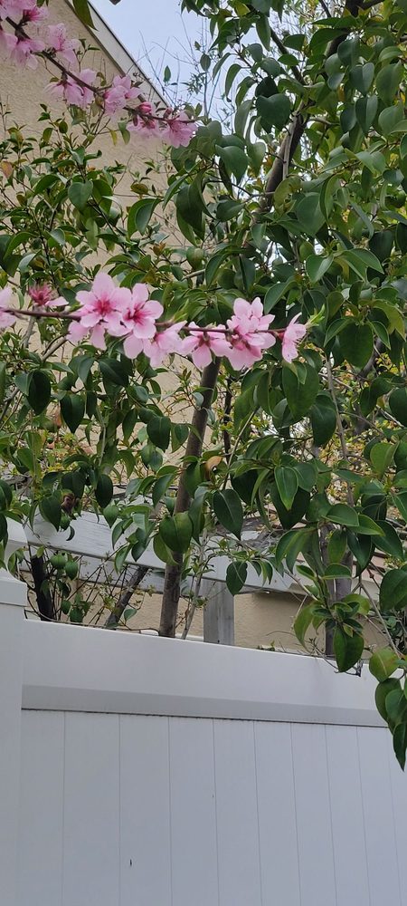 Evergreen Village Square