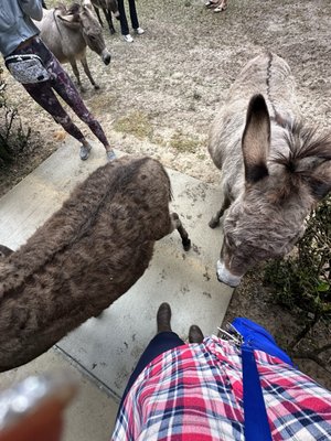 Gypsy Gold Horse Farm by null