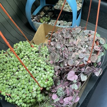 Aeonian Verde Nursery - My haul, so happy - Nurseries & Gardening Near Me - Bell Gardens, California