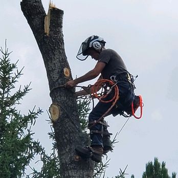 Integrity Tree Care - Tree Services Near Me Integrity Tree Care - Tree Services Near Me