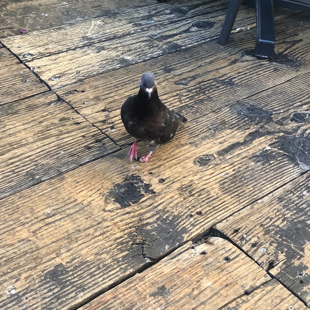 Maria Sol - Capitan the pigeon - Mexican Near Me - Santa Monica, California Maria Sol - Capitan the pigeon - Mexican Near Me - Santa Monica, California