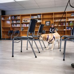 Gentle Touch Pet Training - Nose Work at Gentle Touch Pet Training