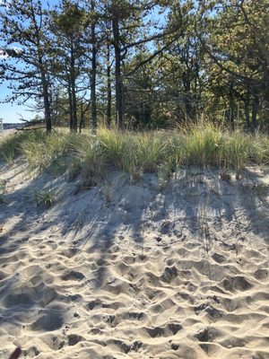 Ferry Beach State Park by null