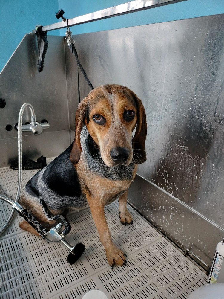 FANCY PAWS PET SALON Updated September 2024 Request an Appointment